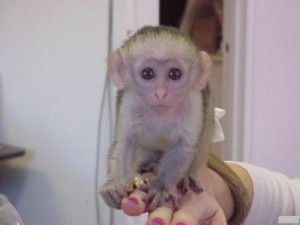 beautiful capunchin monkey for free adoption