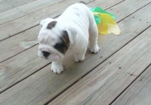 Beautiful AKC Reg. Male &amp; Female English Bulldog Puppies For Adoption (emily_w9997@yahoo.com)