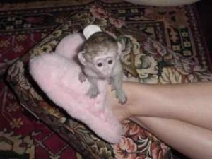 cute and adorable baby capuchin monkeys for adoption