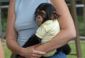 Lovely male and female chimpanzee monkeys Available Now!!!!(melviscute@ymail.com)