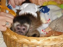 Adorable male and female babies capuchin monkeys for adoption