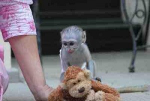 Registered male and female capuchin monkeys for adoption