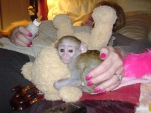 Available Capuchin Monkeys For Sale