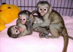 lovely capuchin monkey for a good home