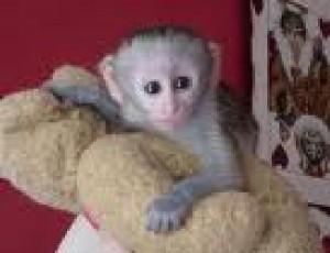 Available Capuchin Monkeys For Sale