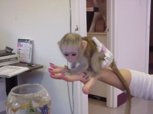 lovely capuchin monkey for a good home