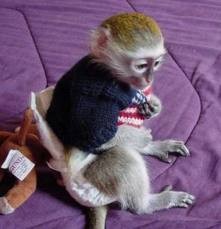 qualiy capuchin monkey for adoption