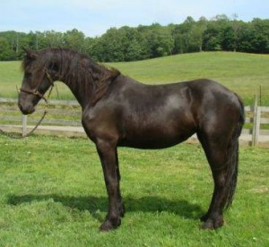 Cute Friesian horses For Sale