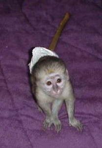 ADORABLE BABY CAPUCHIN MONKEYS FOR REHOME