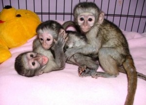  AKC Vet checked capuchin monkies (babies) for adoptiom