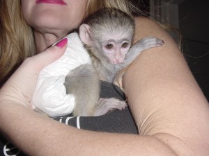 Standing Male and Female Capuchin Monkeys Ready For Adoption!!