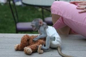 Home trained baby capuchin monkeys for adoption 