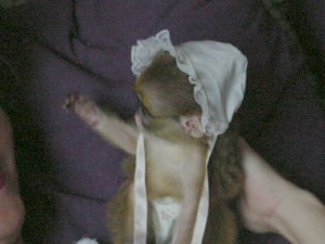 very adorable baby capuchin monkey for sale