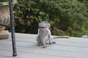 lovely  white face baby capuchin monkey for adoption