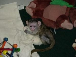 friendly female capuchin monkey for adoption