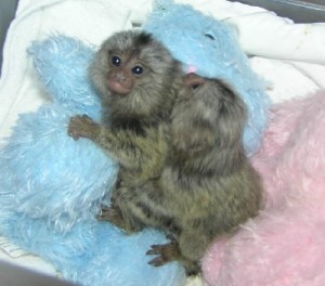 Capuchin and Marmoset Monkeys for Adoption