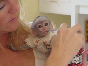 Adorable male and female babies Capuchin monkeys to give them out for adoption *(jamesstanley2725@yahoo.com).