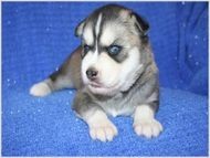 Extra Charming!Baby Doll!Akc!Siberian Husky Puppies For Free Adoption Extra Charming!Baby Doll!Akc!Siberian Husky Puppies For Fr