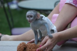 valatine lovely capuchin monkey for adoption