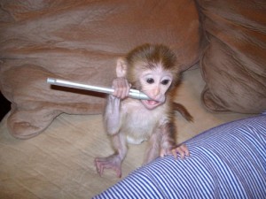 Well trained and Socialized Rhesus Macaque babies for Adoption