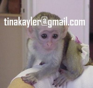 Energetic Baby Capuchin Monkey 