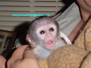 HOME RAISED BABY CAPUCHIN MONKEYS FOR ADOPTION