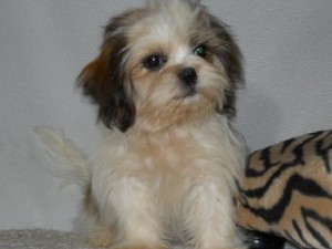   Male And Female Shih tzu  Puppies For Adoption