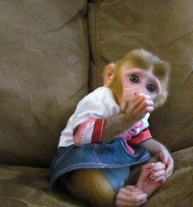 get this baby rhesus macaque monkey for your home it free cost(mack_blondie@yahoo.com)