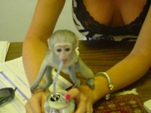 Gorgeous capuchin monkey available