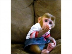 ADORABLE BABY CAPUCHIN MONKEYS FOR ADOPTION