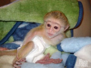 potty trained capuchin monkeys babies for rehoming