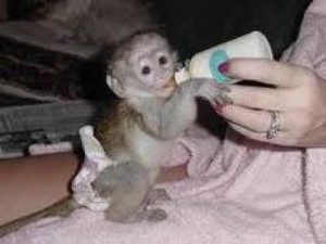 Intelligent capuchin monkey for a good home