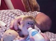 cute babies capuchin monkeys