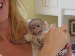 Beautiful capuchin monkey For Adoption