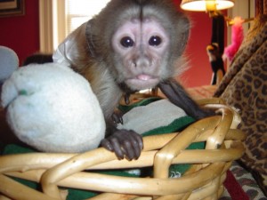 outstanding capuchine monkeys for adoption (male and Fermal)