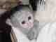  Adorable capuchin monkey for free adoption 