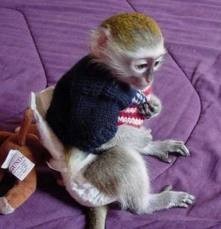 quality  capuchine monkey for adoption