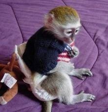 Awesome capuchin monkey available for adoption