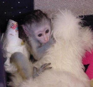 CUTE BABY FEMALE CAPUCHIN MONKEY FOR ADOPTION.