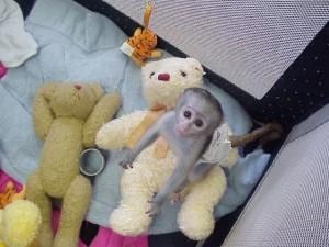 cute baby, capuchin monkeys ready to go now