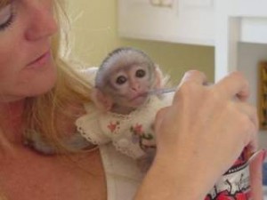 Adorable capuchin monkey babies