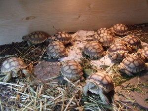 Tortoises for sale available for 100$ at (sherryleeny@yahoo.com)