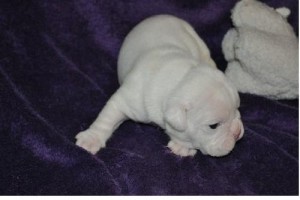 Cute &amp; Lovely English Bulldog Puppies for Adoption