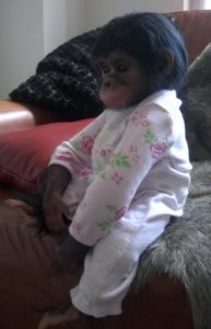 LOVABLE MALE AND FEMALE BABIES CHIMPS FOR SALE AND ADOPTION