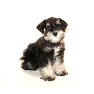 Awesome Miniature Schnauzer Puppy for $100(queentaylor14@yahoo.com)