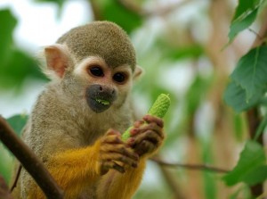 lovely male and female capuchin and squirrel monkeys for adoption