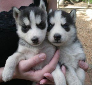 Healthy Babies Siberian Husky Puppies For Any loving Home