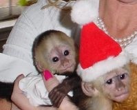 male and female capuchin monkeys  for adoption