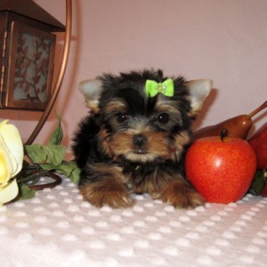 Cute Male and Female Yorkie Puppies For Adoption