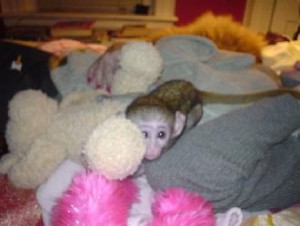 Healthy male and female Capuchin monkeys